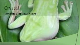  Presentation with green leaf - Slides featuring photo-of-green-frog-sitting background and a seafoam green colored foreground