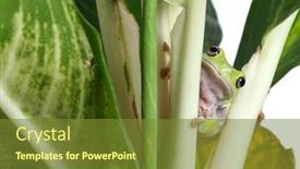  Presentation with green tree - Theme consisting of photo-of-green-frog-sitting background and a tawny brown colored foreground