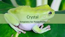  Presentation with tree sky trees green - Beautiful PPT theme featuring photo of green frog sitting backdrop and a mint green colored foreground