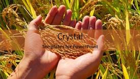  Presentation with rice - Audience pleasing presentation theme consisting of photo of hand holding rice backdrop and a red colored foreground