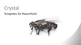  Presentation with photo - PPT theme consisting of photo-of-housefly-against-white background and a white colored foreground