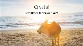  Presentation with sacred geometry - Presentation design consisting of photo-of-sacred-cow background and a cream colored foreground