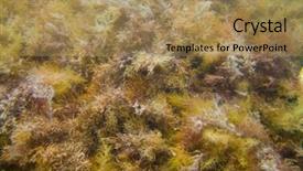  Presentation with seaweed - Presentation theme having photo of seaweed underwater world background and a coral colored foreground