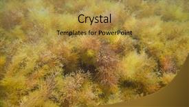  Presentation with seaweed - Cool new presentation theme with photo of seaweed underwater world backdrop and a gold colored foreground