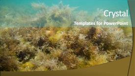  Presentation with seaweed - Presentation enhanced with photo of seaweed underwater world background and a teal colored foreground