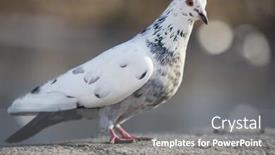  Presentation with dove - Presentation design with photo-of-standing-pied-dove background and a gray colored foreground