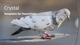  Presentation with dove - Cool new slide set with photo-of-standing-pied-dove backdrop and a gray colored foreground