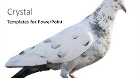  Presentation with white dove - Beautiful presentation theme featuring photo-of-standing-pied-dove backdrop and a white colored foreground