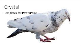  Presentation with white dove - Audience pleasing PPT layouts consisting of photo-of-standing-pied-dove backdrop and a white colored foreground
