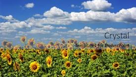  Presentation with sunflower - Cool new slides with photo of sunflower field and cloudy sky backdrop and a light blue colored foreground