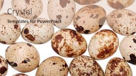  Presentation with quail - Presentation enhanced with photo of the quail egg isolated on white background and a lemonade colored foreground