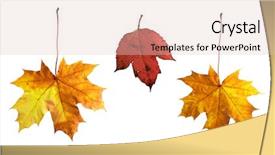  Presentation with maple leaves - Slides with photo of various autumn leaves background and a  colored foreground