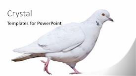  Presentation with white dove - PPT layouts having photo-of-walking-dove-isolated background and a white colored foreground
