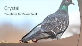  Presentation with dove - Presentation design consisting of photo-of-walking-dove background and a cool aqua colored foreground