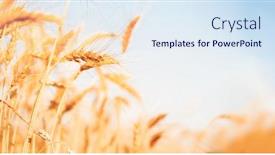  Presentation with crop - Beautiful PPT layouts featuring wheat crop on defocused background backdrop and a sky blue colored foreground