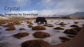  Presentation with tundra - Beautiful PPT theme featuring photo-of-yak-grazing backdrop and a light blue colored foreground
