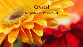  Presentation with gerbera daisy - Cool new presentation with photo of yellow daisy-gerbera backdrop and a gold colored foreground