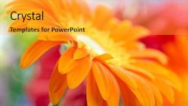  Presentation with gerbera daisy - Slides enhanced with photo of yellow daisy-gerbera background and a gold colored foreground