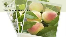  Presentation with photo - Audience pleasing slides consisting of photo-on-a-isolated-white backdrop and a mint green colored foreground