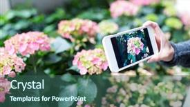  Presentation with hydrangea - Beautiful presentation featuring photo on cellphone with hydrangea backdrop and a ocean colored foreground