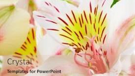  Presentation with lily - Amazing presentation theme having photo-white-alstromeria-lily-close backdrop and a coral colored foreground
