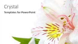  Presentation with orchid - Beautiful slide set featuring photo-white-orchid-close-up backdrop and a  colored foreground