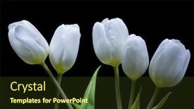  Presentation with tulip - PPT theme having photo-with-tulip-bunch-isolated background and a tawny brown colored foreground