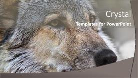  Presentation with wolf - Beautiful presentation theme featuring photo with wolf close up backdrop and a gray colored foreground