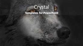  Presentation with wolf - PPT layouts consisting of photo-with-wolf-close-up background and a dark gray colored foreground