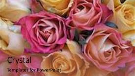  Presentation with photograph - PPT theme enhanced with photograph of a bouquet with peachy yellow and pinkish red roses background and a red colored foreground