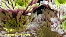  Presentation with photograph - Audience pleasing presentation consisting of photograph-of-a-bunch backdrop and a tawny brown colored foreground