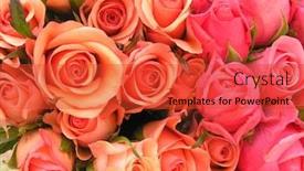  Presentation with photograph - Colorful slide set enhanced with photograph of a display with pink and coral roses backdrop and a red colored foreground