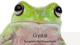  Presentation with green chemistry close up - Cool new presentation theme with photograph of a green frog backdrop and a  colored foreground