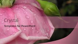  Presentation with singled green pink rose - Beautiful presentation theme featuring photograph-of-a-pink-rose backdrop and a coral colored foreground