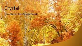  Presentation with bc forest landscapes - Slide set having photography backgrounds - forest view sunlit foliage background and a  colored foreground