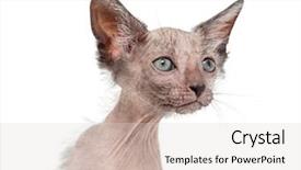  Presentation with kitten - Presentation with photography backgrounds - kitten lykoi cat 7 weeks background and a light gray colored foreground