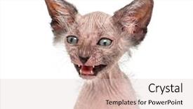  Presentation with kitten - Audience pleasing presentation consisting of photography backgrounds - kitten lykoi cat 7 weeks backdrop and a lemonade colored foreground