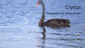  Presentation with australia - Amazing presentation design having photography of a black swan backdrop and a light blue colored foreground
