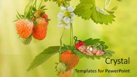  Presentation with cute baby - Amazing slide set having photoshop - newborn baby on strawberry plant backdrop and a gold colored foreground