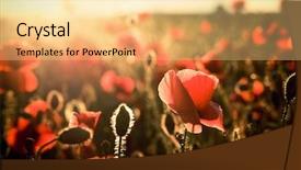  Presentation with poppy - Audience pleasing presentation consisting of photoshop - vivid poppy field backdrop and a yellow colored foreground