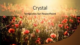  Presentation with poppy - Colorful PPT theme enhanced with photoshop - vivid poppy field backdrop and a blonde colored foreground