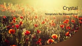  Presentation with poppy - Amazing slide set having photoshop - vivid poppy field backdrop and a yellow colored foreground