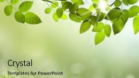  Presentation with photosynthesis - Cool new presentation theme with photosynthesis - abstract spring background backdrop and a mint green colored foreground
