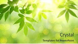  Presentation with photosynthesis - Slide deck with photosynthesis - fresh and green leaves nature background and a yellow colored foreground