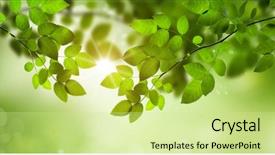  Presentation with photosynthesis - Slides consisting of photosynthesis - fresh and green leaves background and a soft green colored foreground