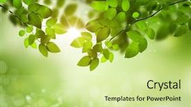  Presentation with photosynthesis - Slide deck consisting of photosynthesis - fresh and green leaves background and a soft green colored foreground
