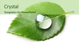  Presentation with photosynthesis - Audience pleasing slides consisting of photosynthesis - green leaf with water drop backdrop and a yellow colored foreground