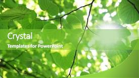  Presentation with photosynthesis - PPT layouts featuring photosynthesis - green leaves in the forest background and a seafoam green colored foreground