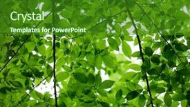  Presentation with photosynthesis - Presentation design consisting of photosynthesis - green leaves on the green background and a forest green colored foreground