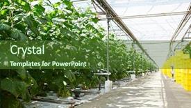  Presentation with photosynthesis - Presentation design enhanced with photosynthesis - interior of vast modern hothouse background and a tawny brown colored foreground